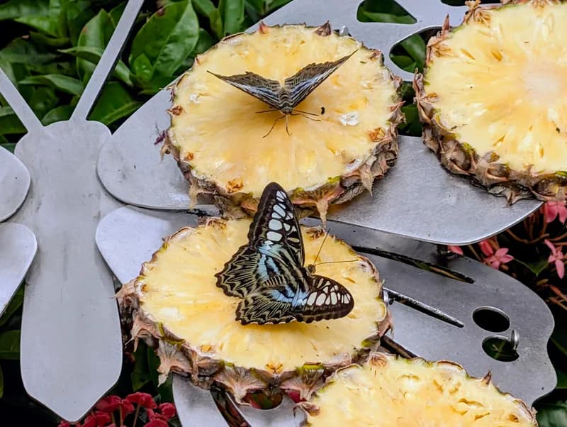 Visit Tropical Butterfly Garden — Terminal 3 at Terminal 3, Airside during your Singapore airport stopover