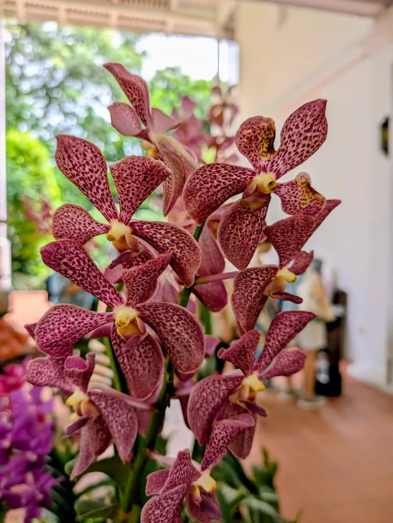 Visit Singapore Botanic Gardens — National Orchid Garden at Singapore Botanic Gardens during your Singapore airport stopover
